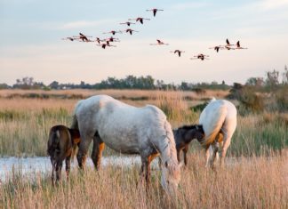 immobilier en camargue